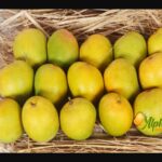 Summer Delights Delivered: Experience Ratnagiri and Devgad Alphonso Mangoes at Your Doorstep