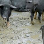 Animal Equality's new study reveals cruelties inflicted on pigs Animal Equality's new study reveals cruelties inflicted on pigs