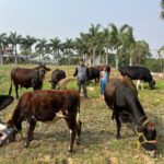 Prakash Group Empowers Rural Women by Distributing Cows Ranchi