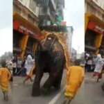 Elephants Panic During Ahmedabad Rath Yatra, Video Goes Viral; Vantara Steps In Amid Renewed Animal Welfare Debate