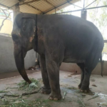 Vantara Proposes a Humane Solution for Elephant Mahadevi