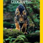 India’s Rare Black Tiger Features on National Geographic Magazine Cover