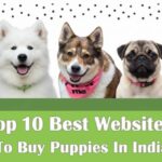 Top 10 Best Websites to Buy Puppies in India