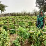 India Needs to Rebuild Rural Systems for Long-Term Food Security: Action for Social Advancement (ASA)