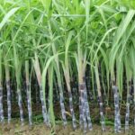 Yogi government’s major gift to sugarcane farmers: ₹30 per quintal price hike announced Yogi government’s major gift to sugarcane farmers: ₹30 per quintal price hike announced