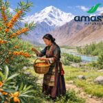 Himalayan Superfruit Sea Buckthorn Gains Popularity in India as Amasya Naturals Pvt Ltd Introduces Premium Daily Wellness Solutions