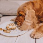 How a Noida-Based Bakery Is Delivering Smiles to Dogs Across India?