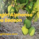 Ratnagiri Hapus Store Expands Direct Farm Deliveries Ahead of Alphonso Mango Season 2026
