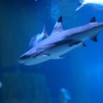 VGP Marine Kingdom Records Rare Bamboo Shark Breeding in India
