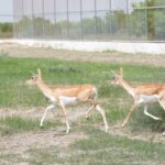 20 Blackbucks Rewilded in Banni Grassland on India’s 80th Independence Day, Advancing Native Wildlife Restoration