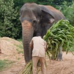 Madhuri the Elephant Completes Treatment at Vantara, Returns Home to Maharashtra After Over a Year of Specialised Care & Healing